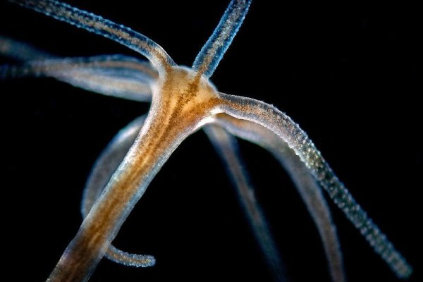 Kraken сайт зеркала