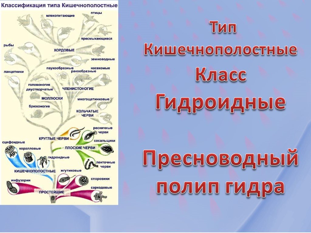 Кракен это современный даркнет