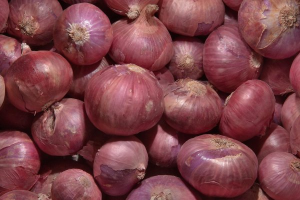 Kraken onion link